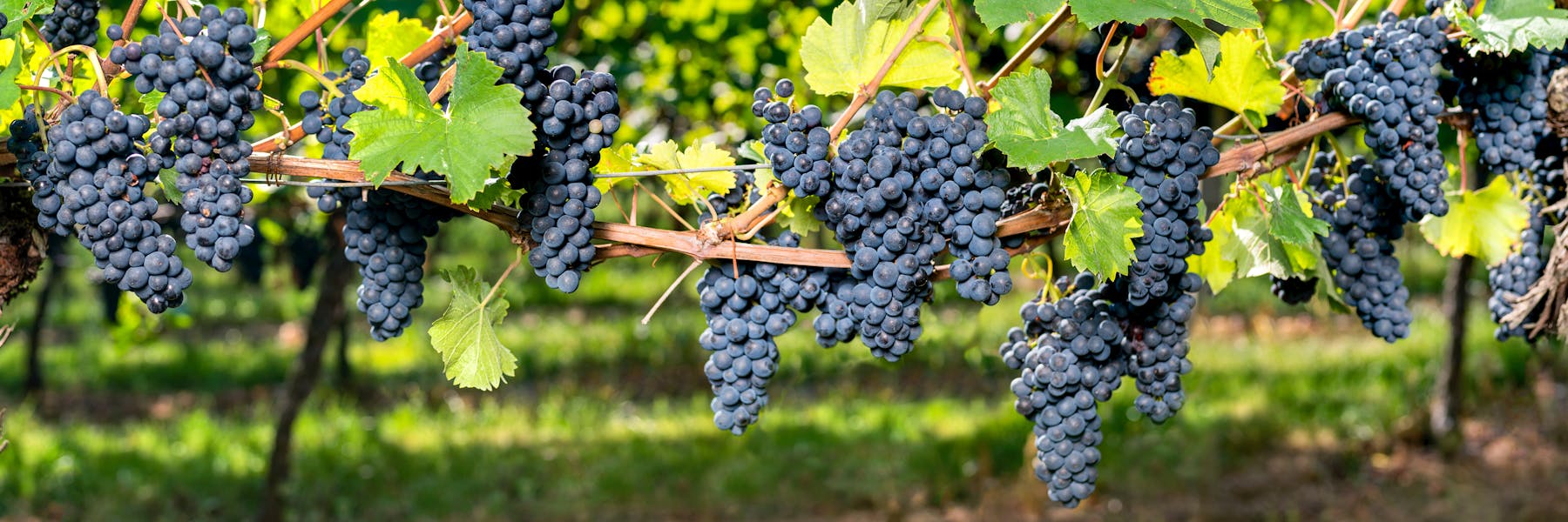 Discover the history and origins of wine and how it has evolved through the ages: Antiquity, the Middle Ages, the Renaissance, the Modern Era...